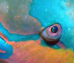 Close up of a parrotfish sleeping taken with Olympus Sp350. by Anel Van Veelen 